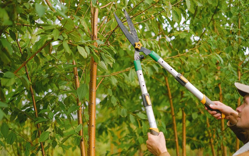 Tree trimming in Saint Michael, ND