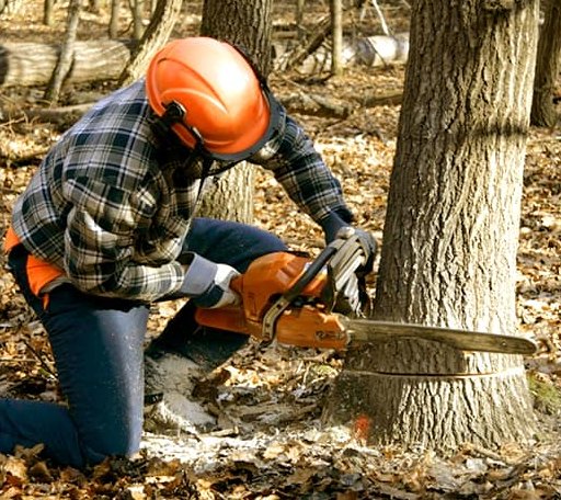 Tree Removal in Saint Michael, ND